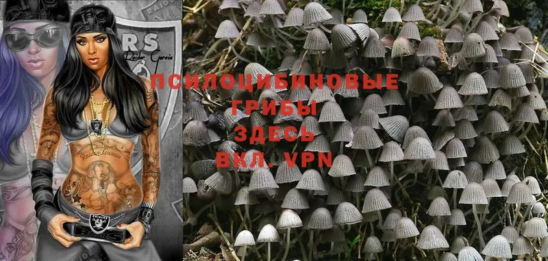 Галлюциногенные грибы Psilocybe  Аксай 